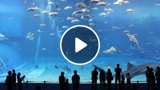 Kuroshio sea 2nd largest aquarium in the world okinawa churaumi aquarium