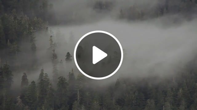 Misty forest, forest, sound, nature travel. #0