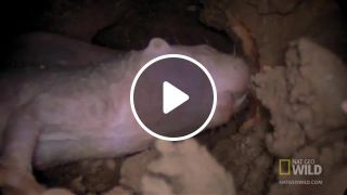Naked mole rat cynthia thief of yams