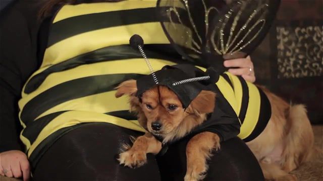 Why. Puppy. Dog. Costume. Bee. Sad. Moby. Why Does My Heart. Nature Travel.