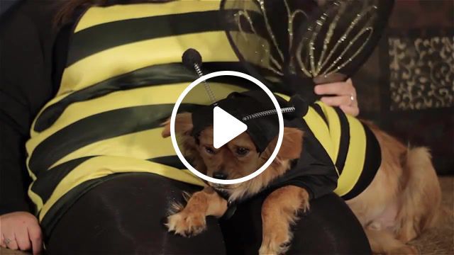 Why, puppy, dog, costume, bee, sad, moby, why does my heart, nature travel. #0
