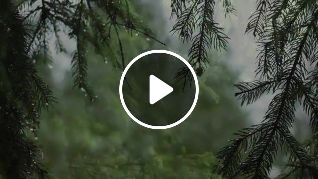 It's in the rain, forest, rain, enya, nature travel. #1