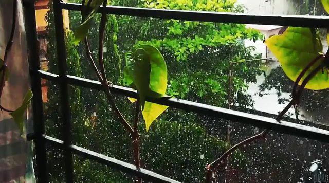Slow and rainy day in mumbai, weather, trip, tune, green, planet, cinemagraph, cinemagraphs, eleprimer, live pictures.