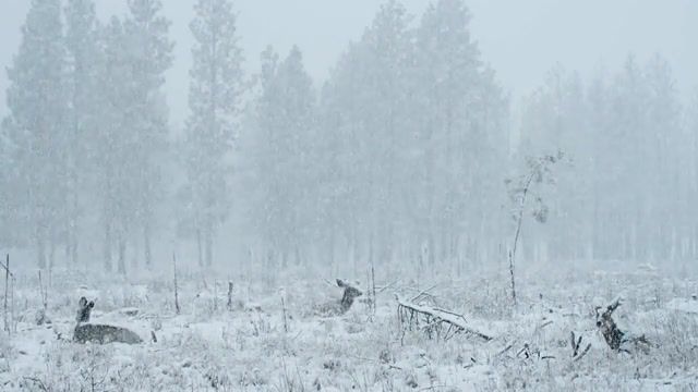Wild Nature Reindeer, Cinemagraphs, Cinemagraph, Planet Earth, Snow, Deers, Deer, Animals, Forest, Winter, Freeze Frame, Lowercase Noises Silence Of Siberia, Live Pictures