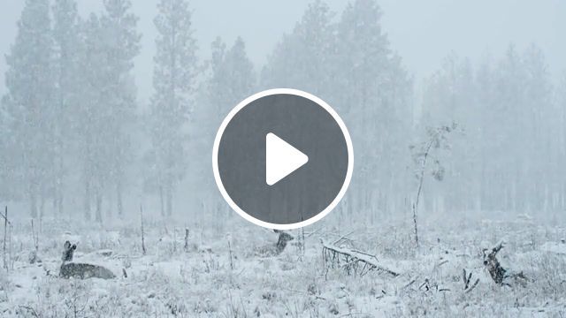 Wild nature reindeer, cinemagraphs, cinemagraph, planet earth, snow, deers, deer, animals, forest, winter, freeze frame, lowercase noises silence of siberia, live pictures. #0
