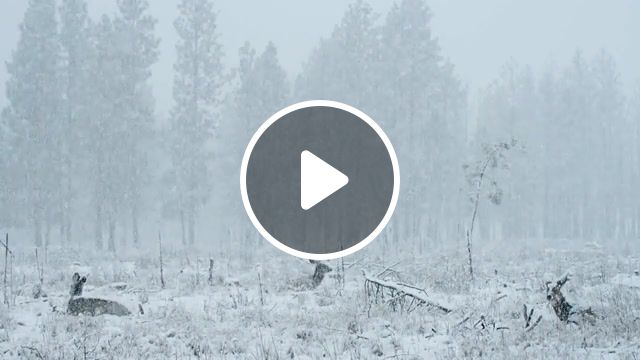 Wild nature reindeer, cinemagraphs, cinemagraph, planet earth, snow, deers, deer, animals, forest, winter, freeze frame, lowercase noises silence of siberia, live pictures. #1