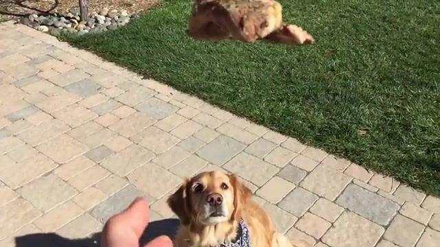 Fritz learns to catch compilation 1, dog fails, dog can not catch, fritz dog, golden retriever, compilation, pizza, catch, steak, dog tricks, fail, music, food, french fry, french fries, catch french fry, fritz golden retriever, funny dog, dog, taco, donut, 1.