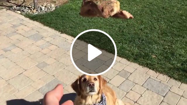 Fritz learns to catch compilation 1, dog fails, dog can not catch, fritz dog, golden retriever, compilation, pizza, catch, steak, dog tricks, fail, music, food, french fry, french fries, catch french fry, fritz golden retriever, funny dog, dog, taco, donut, 1. #0
