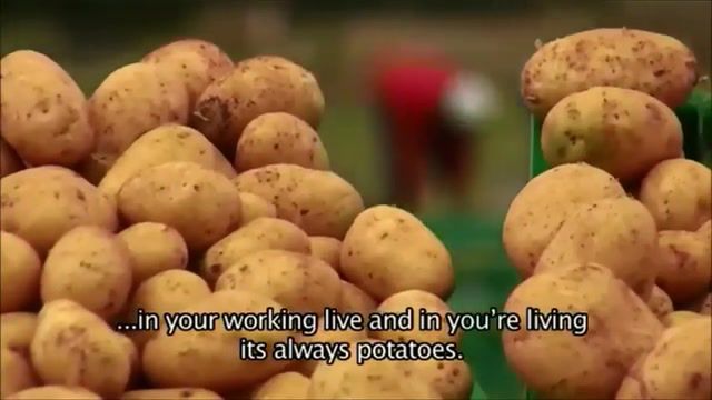 My life is potato, funny potato life malta.