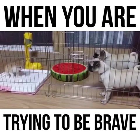When you are trying to be brave, Funny, Kitten, Kitty, Cats, Cat, Pugs, Pug, Trying, Brave