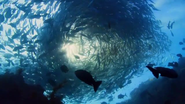 Blue Planet II The Prequel, Bbc, Nature, Natural History, Animals, Wild, Bbc Earth, Planet Earth, Planet Earth 2, Planet Earth Ii, Blue Planet, Blue Planet Ii, Blue Planet 2, Ocean, Oceans, Sea, Water, Gurza Perfect Place Music, Nature Travel