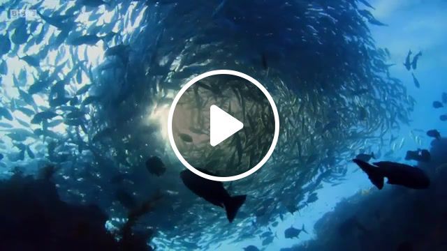 Blue planet ii the prequel, bbc, nature, natural history, animals, wild, bbc earth, planet earth, planet earth 2, planet earth ii, blue planet, blue planet ii, blue planet 2, ocean, oceans, sea, water, gurza perfect place music, nature travel. #0