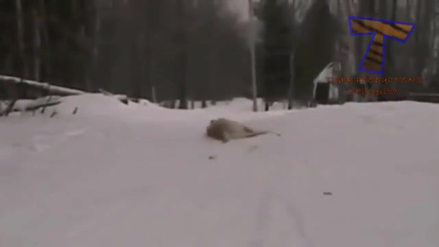 Dogs playing in the snow, Dog, Dogs, The Dog, Puppy, Cat, Cats, Kitty, Kitten, Cute, Funny, Funny Dog, Funny Cat, Bath, Roll, Rolling, Slide, Sliding, Snow, The Snow, Fun, Snow Fun, Playing In Snow, Dog Vs Snow, Cat Vs Snow, Fun In Snow, Very Funny, Very Cute, Snowing, First Time, Dog Meets Snow, Playing, Winter, Ice, Cold, Animal, Animals, Funny Animals, Snowflake, Pet, Pets, Funny Pet, Dog Cat Relationship, Cat Meets Snow, Play Time