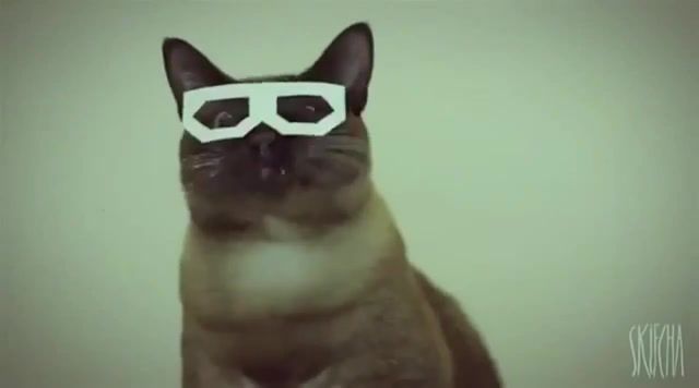 Skrillex Cat. Wtf. Lmao. Lmfao. Lol. Haha. Dance. Electro. Ukfdubstep. Catsik. Version. Swagger. Excision. Swagga. Song. Remix. Dub Step. Viral. Awesome. Funny. Original. Gles. Laugh. Funny Cats. Cats. Kittens. Kitten. Kitty. Cute. Metalstep. Stereo Cat. Stereo. Skifcha. Hipster. Dubstep. Rap. Fast. Super. Extended. Datsik. Bmw. Exhaust. Fight. Epic Battle. Best. Movie. Dog. Doge. Wow. Dubstep Cat. Epic. Fail. Rated. Top. Kyoto. Skrillex. Cat. Animals Pets.