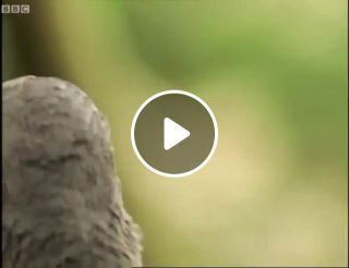 This bird imitates chainsaw Attenborough