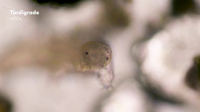 Water Bears, Microbiology, Microorganisms, Bacteria, Microscope, Tardigrade, Water Bear, Jam's Germs, Single Cell, Hank Green, Andrew Huang, Science Technology