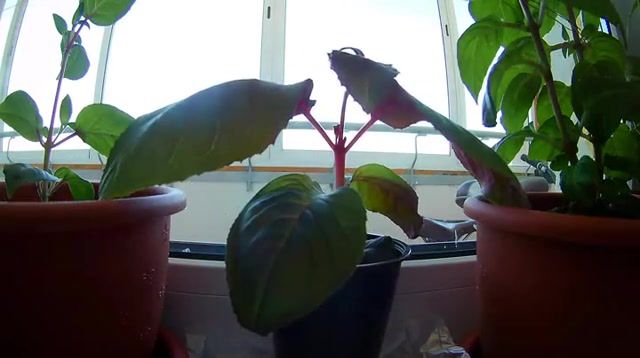 It's ALIVE Fuchsia Timelapse 12h, Fuchsia, Nature, Did You Know, The Xx Intro, Timelapse, Nature Travel