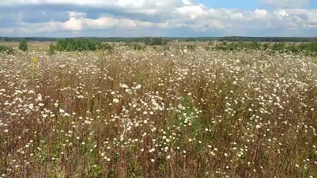 Northwind, wind, field, flowers, nature, yaroslavl region, summer.