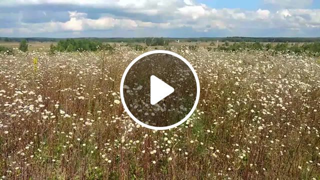 Northwind, wind, field, flowers, nature, yaroslavl region, summer. #0