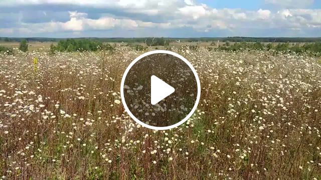 Northwind, wind, field, flowers, nature, yaroslavl region, summer. #1