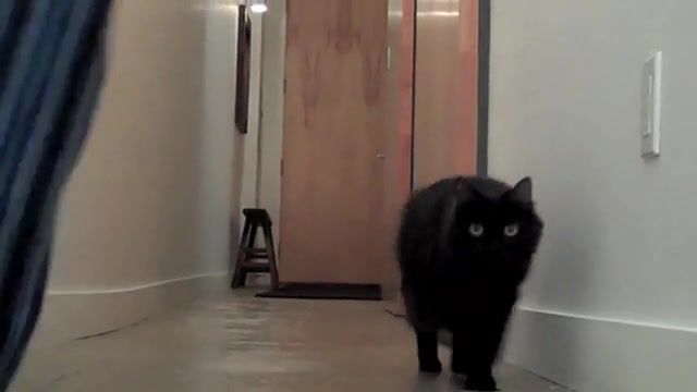 The Balloon, Gif, Wait Is That A Balloon, Balloon, Crazy Kitteh, How To Calm Down, How To Walk Your Human, Your Cat Is Actually A Dog, 8 Signs, Cats, Funny, Kodi, Shorty, Day, Valentine