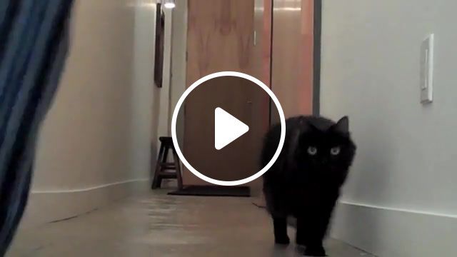 The balloon, gif, wait is that a balloon, balloon, crazy kitteh, how to calm down, how to walk your human, your cat is actually a dog, 8 signs, cats, funny, kodi, shorty, day, valentine. #0