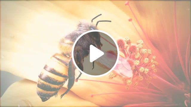 Lost integrity what you want, bee, cg, 3d, aiko, animation, studio, macro, slow, motion, music, idm, art, art design. #0