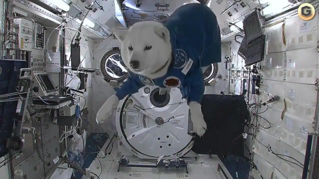 Dog in space, dog, who let the dog out, spacestation, space.