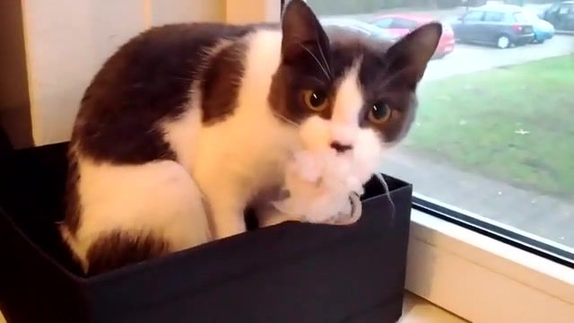 Funny cat reacts to camera