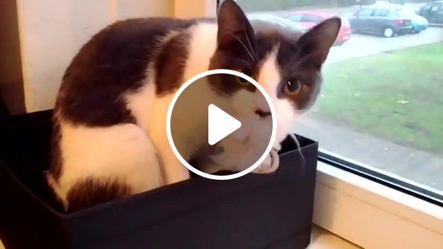 Funny cat reacts to camera, cute, animals, funny, funny animals, mignon, animaux, dr^ole, kitty, kitten, cats, cat, to camera, reacts, funny cat. #0