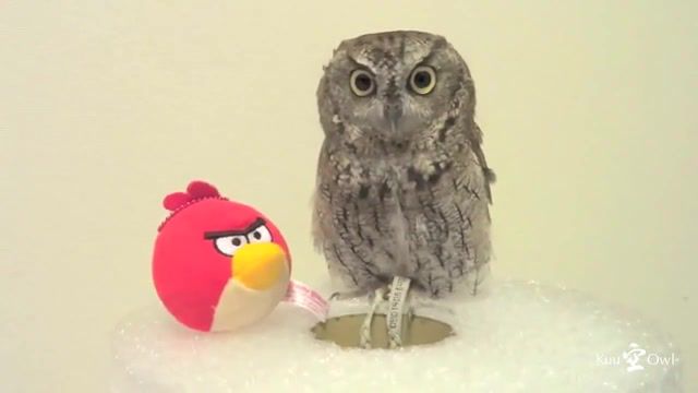 Kuu Owl meets Angry Birds