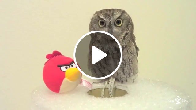 Kuu owl meets angry birds, bird, birds, angry birds, kuu, owl, gaming. #0