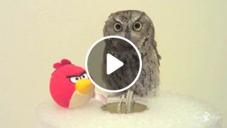 Kuu Owl meets Angry Birds