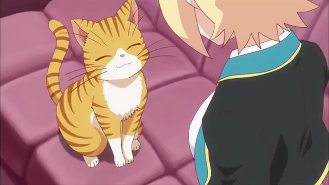 Meow meow, anime, anime kawaii nya, anime kawaii, cat.