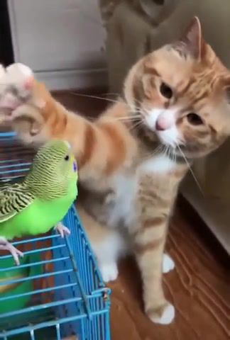Number one - Video & GIFs | cat,parrot,love,gently,animals pets