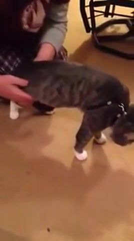 Hilarious cat harness fail, fail, animal, cute, lol, cats, kitty, hilarious, epic, comedy, funny, cat, monkey the cat, cat wont walk or stand, cat on harness, limp cat, funny cat.