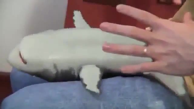 Toy shark, shark.
