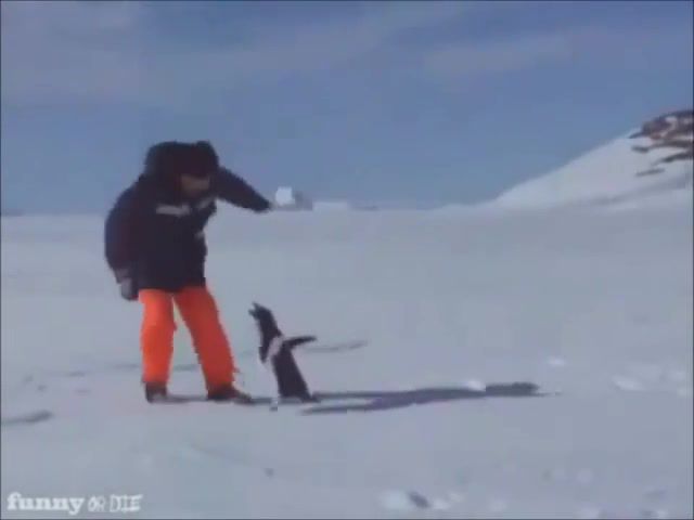 Penguin fusrodah