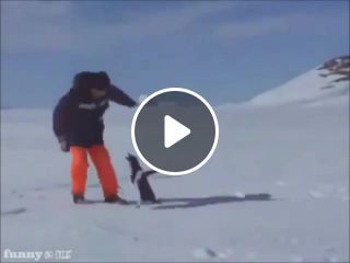 Penguin fusrodah