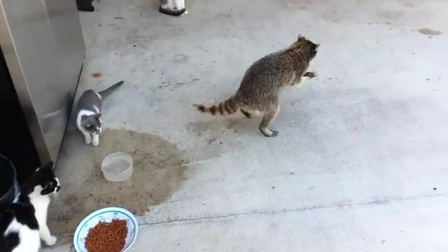 Raccoon stealing cats food - Video & GIFs | keep,rocket,put,results ticket,cat,caring,drinking,loans,dogs,raccoon,food,original,eating,rehab,fox,hand,credit,dog,mechanic,rescue
