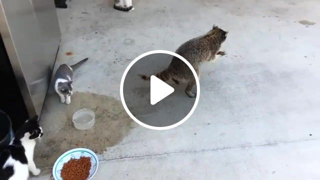 Raccoon stealing cats food, keep, rocket, put, results ticket, cat, caring, drinking, loans, dogs, raccoon, food, original, eating, rehab, fox, hand, credit, dog, mechanic, rescue. #0