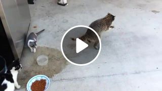 Raccoon stealing cats food