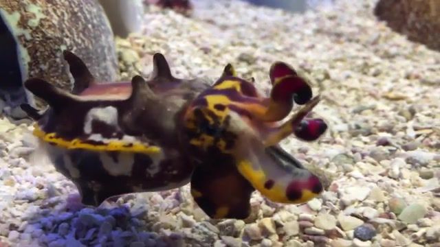 Colorful cuttlefish, oceanlife, nature, pink floyd, pink floyd any colour you like, ocean, cuttlefish, colorful, nature travel.