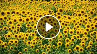 Japanese sunflower field