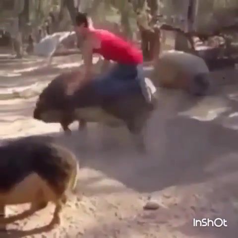 Running in the piggies - Video & GIFs | meme,animal,pig
