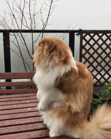 What is this it falls from the sky, catgifs, nature travel.