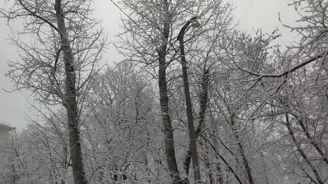 White princess, Trees In The Snow, Magical, Very Beautiful, Naturemarines, Nature Travel
