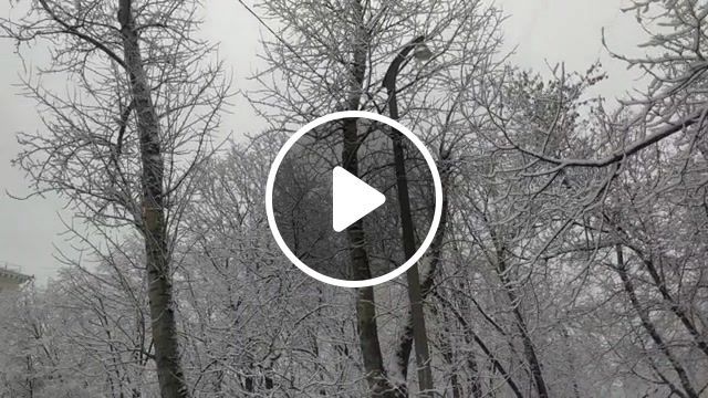 White princess, trees in the snow, magical, very beautiful, naturemarines, nature travel. #0