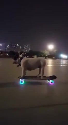 Dog, board, technology, animals, funny, science technology.
