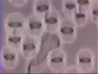 White Blood Cell Chases Bacteria, White Blood Cell, Bacteria, Science Technology